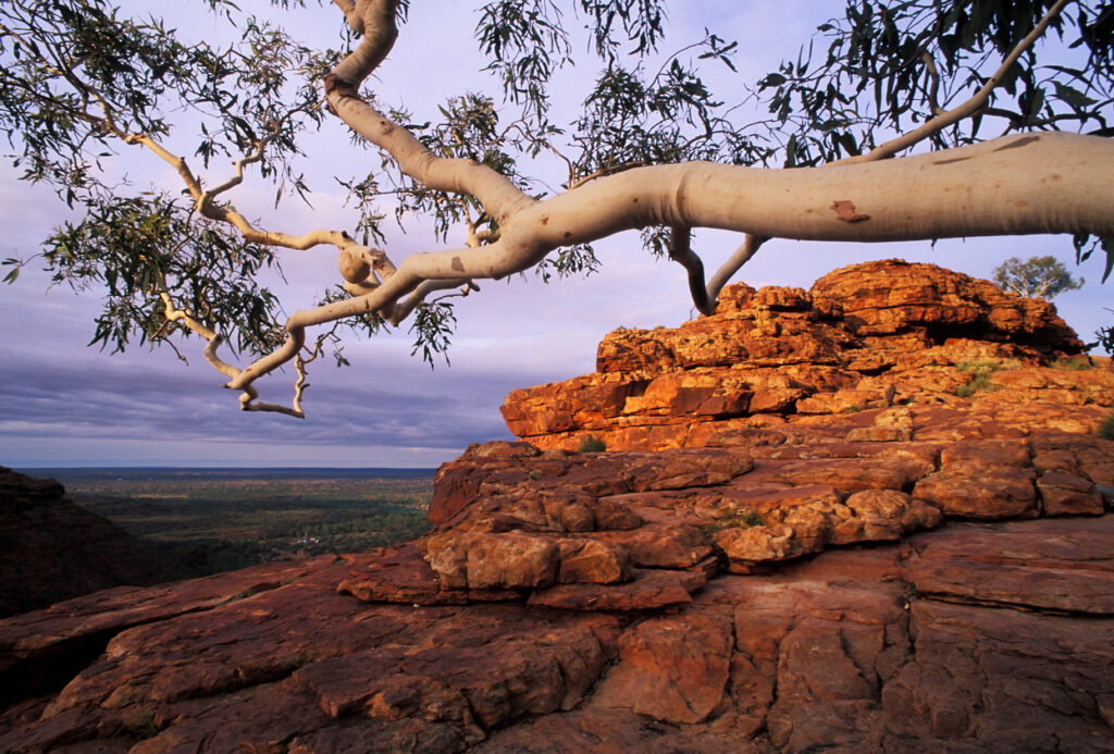 Australian landscape scene