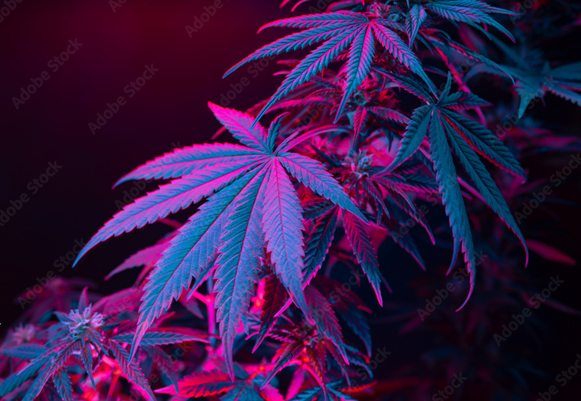 Cannabis