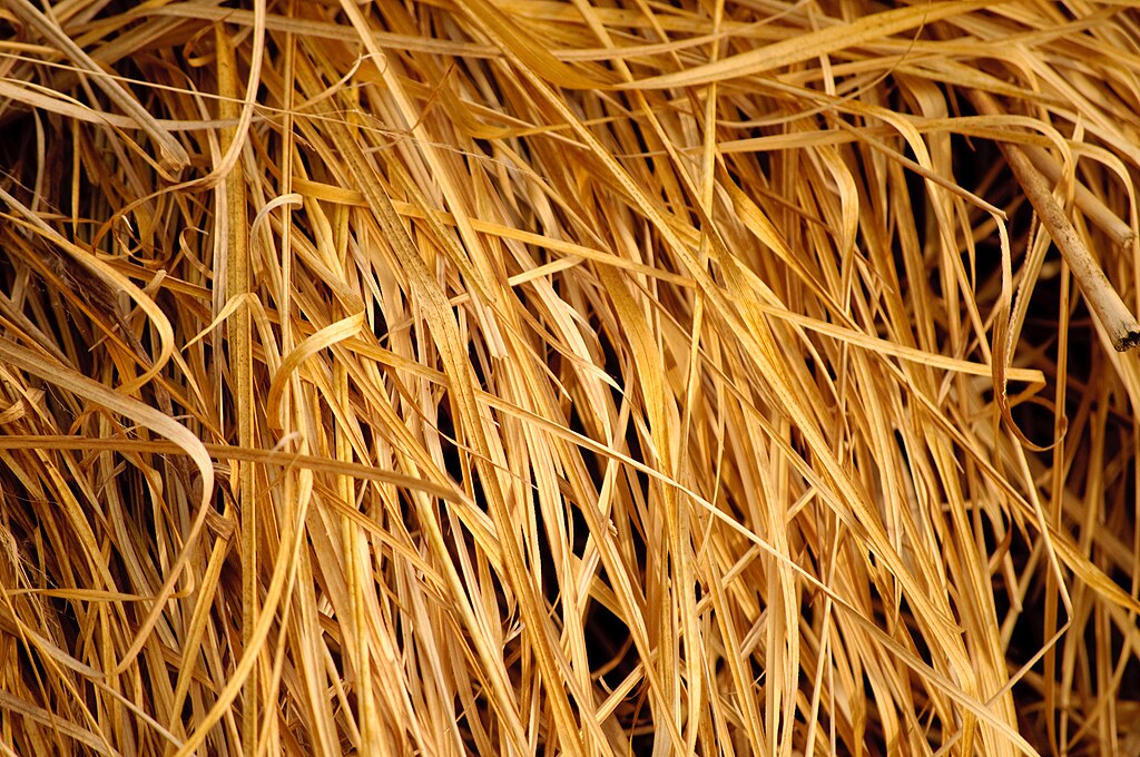 Hay