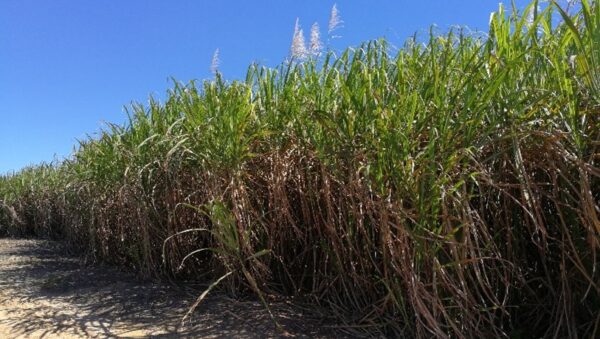 Sugar cane
