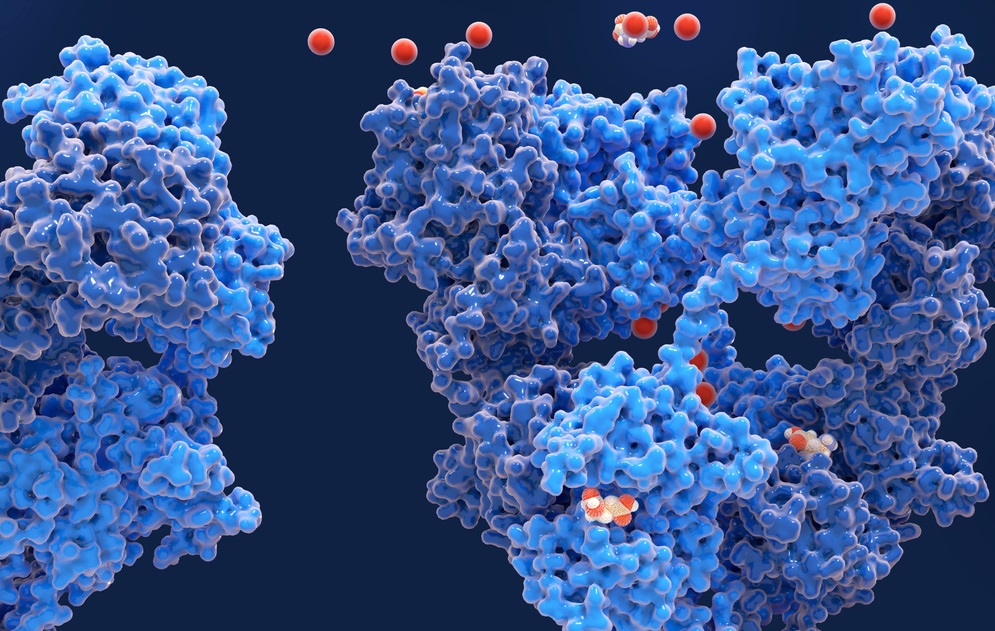 Key brain receptors