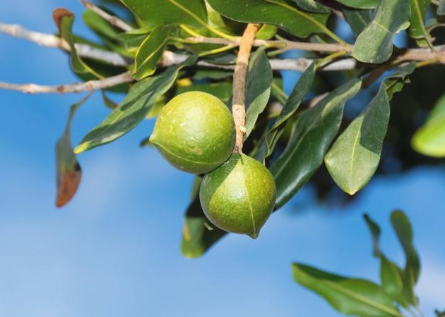 Macadamia tree