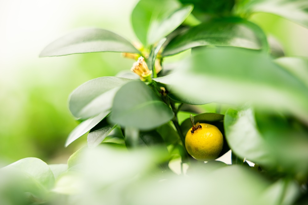 Fruit fly on a plant