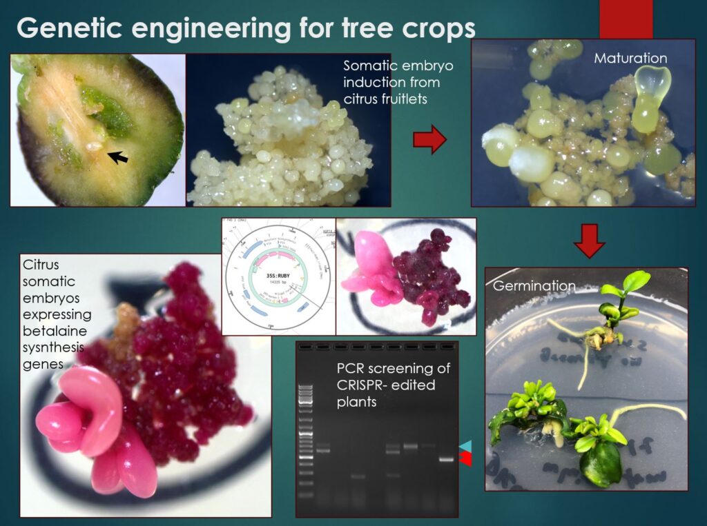 image for rootstock project
