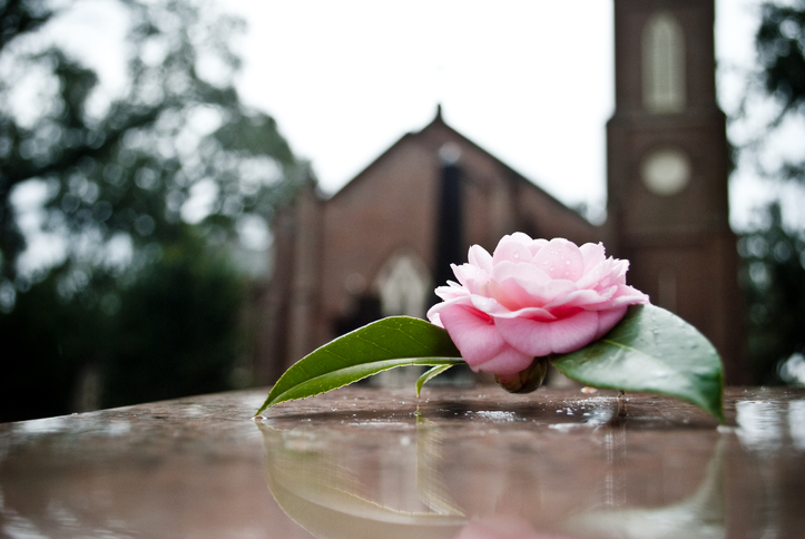 Flower on a casket