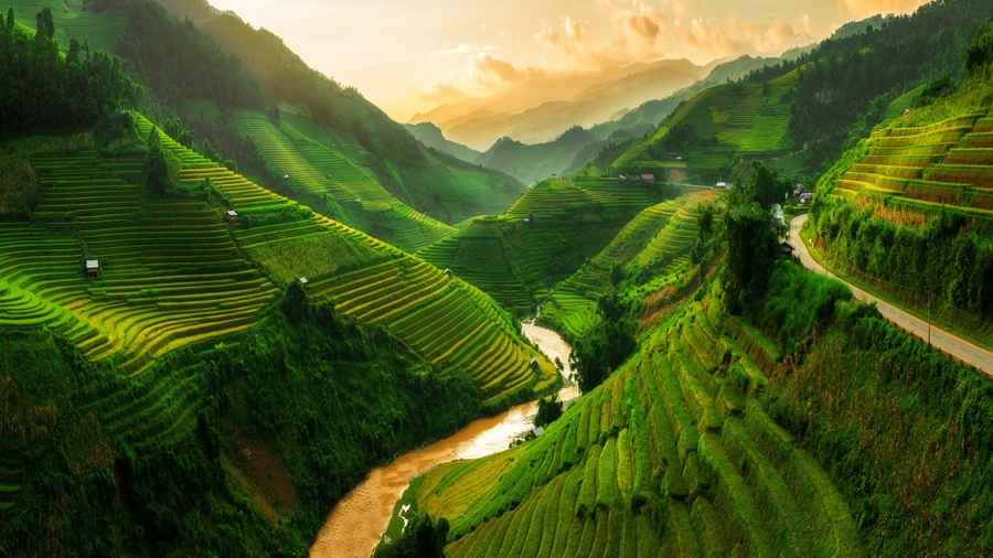 Rice fields in Vietnam