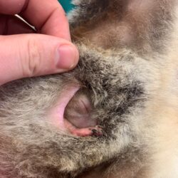 Cassidy and her joey attached