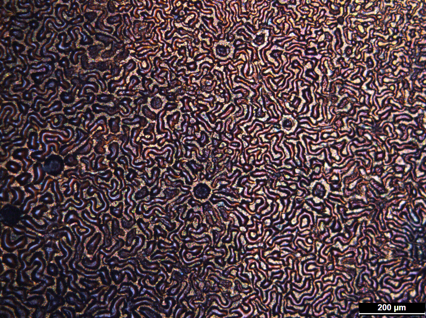 ‘Exotic surface coating produced by exposure to energetic gas’ - image submitted by Hugo Hartl in the 2019 Science in Focus image competition.