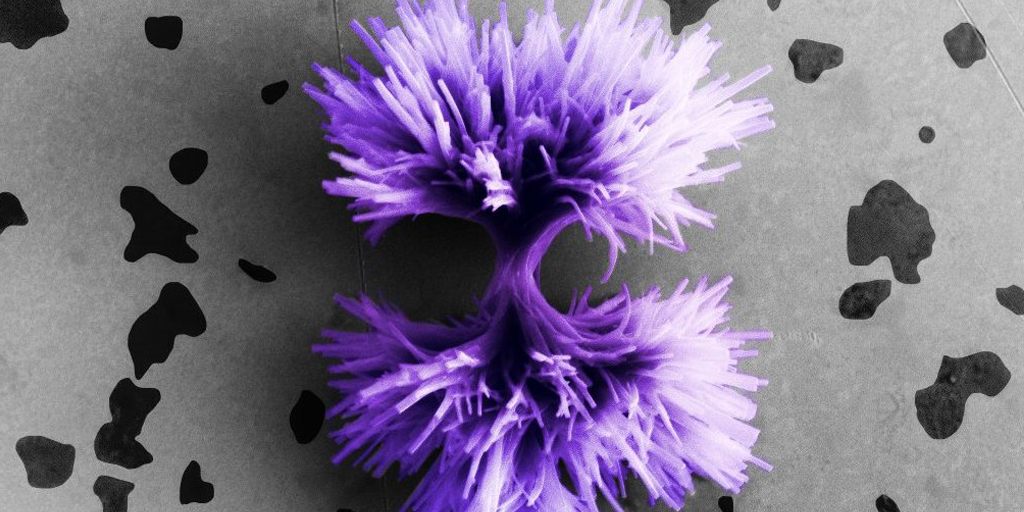 Crystal growth by Jessica Crawford - finalist entry in the 2020 Science in Focus competition