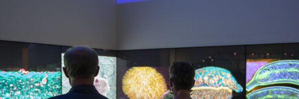 QUT Science in Focus is the annual competition that seeks to uncover the most surprising, beautiful and technically innovative visuals of QUT research.