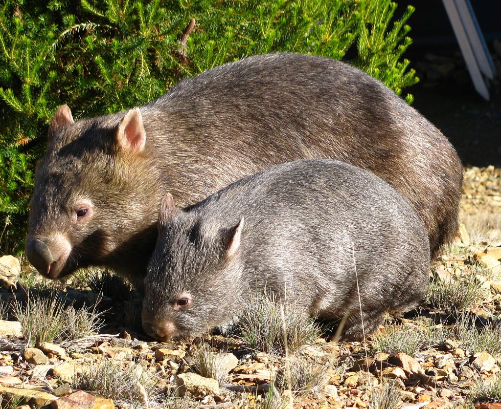 Wombat Veg with joey
