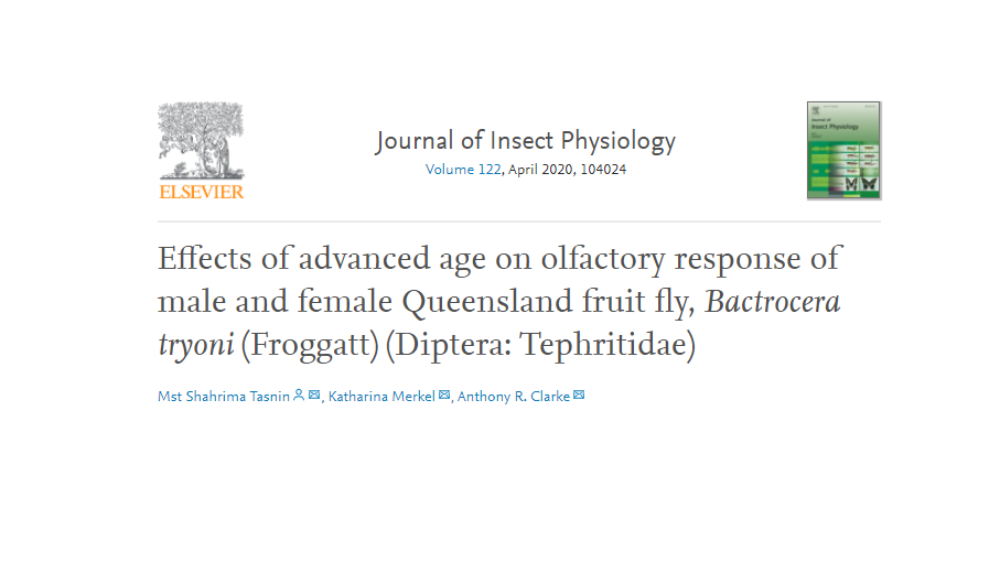 Fungus gnats in house picture