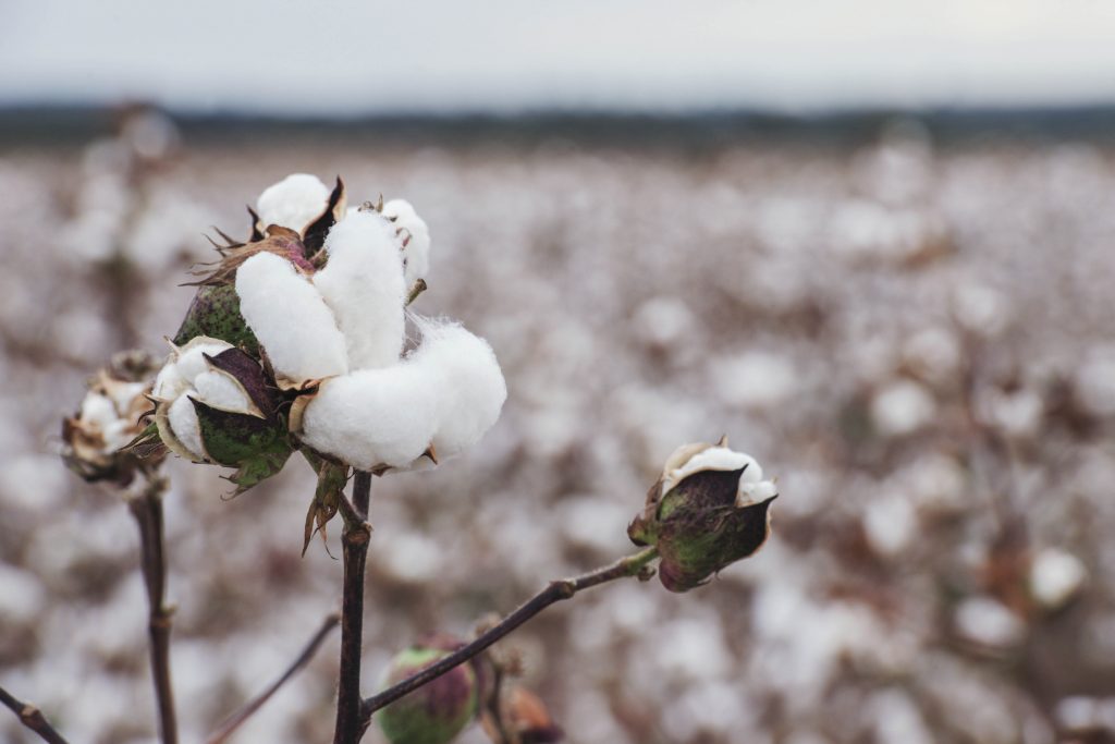 Cotton plant