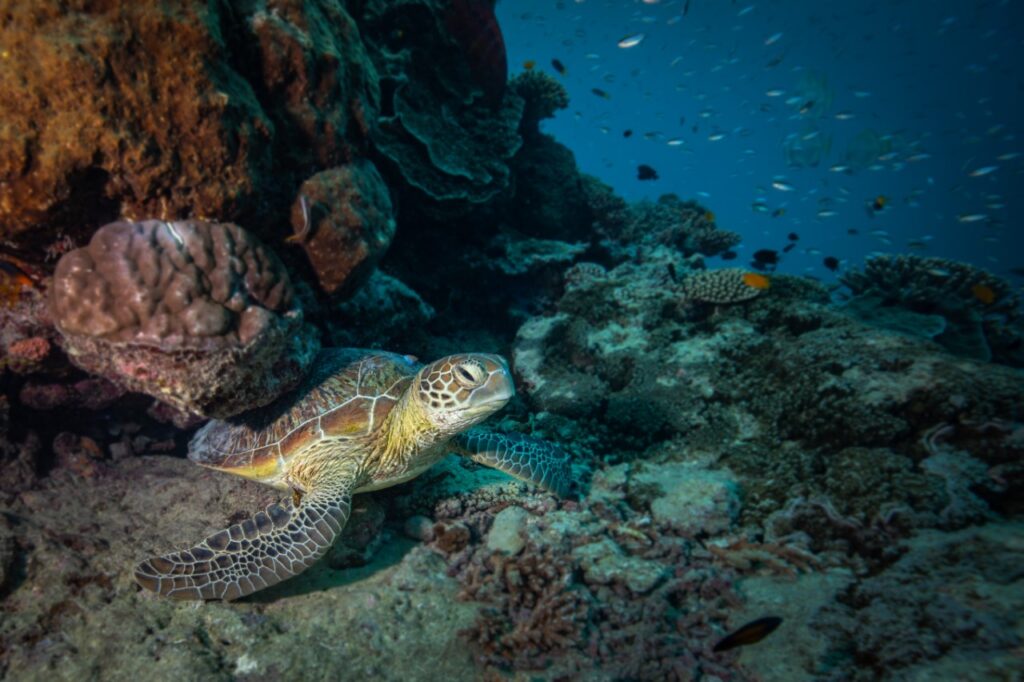 Green turtle on a reef