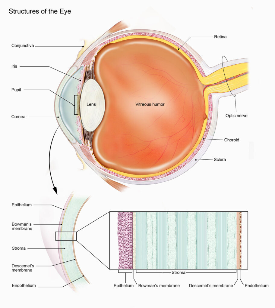 anatomical diagram - illustrated cross section of human eye with labels