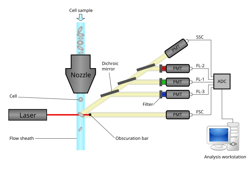 Schematic diagram of the inner workings of a flow cytometer