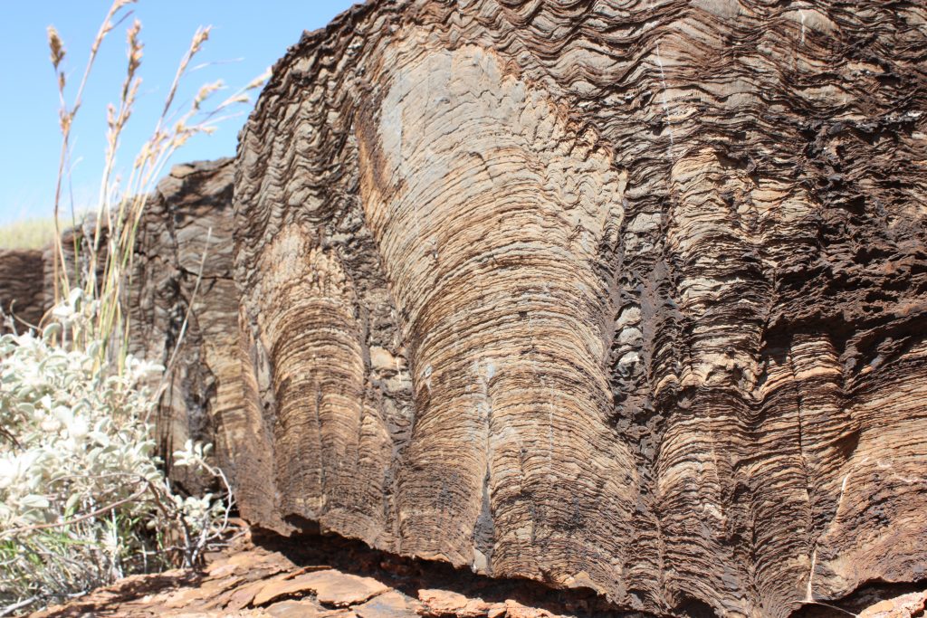 Archean Stromatolite