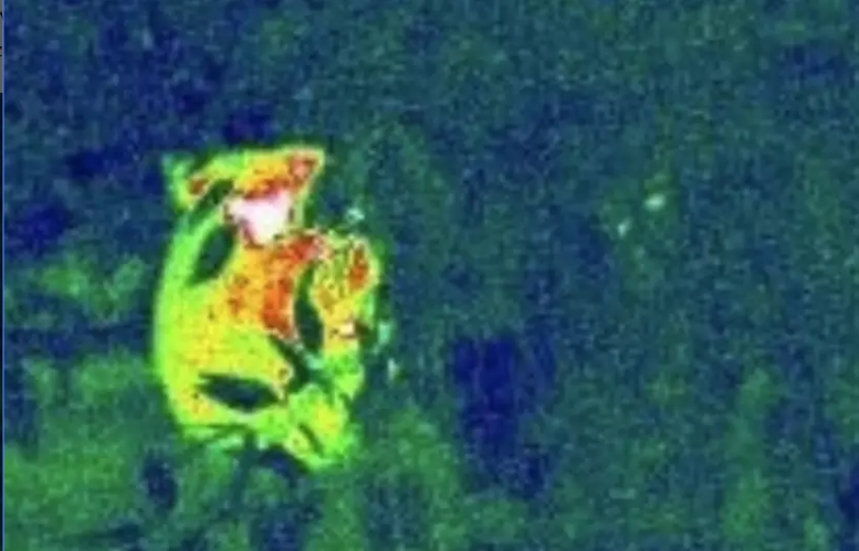 Thermal image of a koala obtained from a UAV. Image credit: Dr Grant Hamilton.
