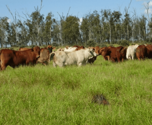 Buffel grass as pasture