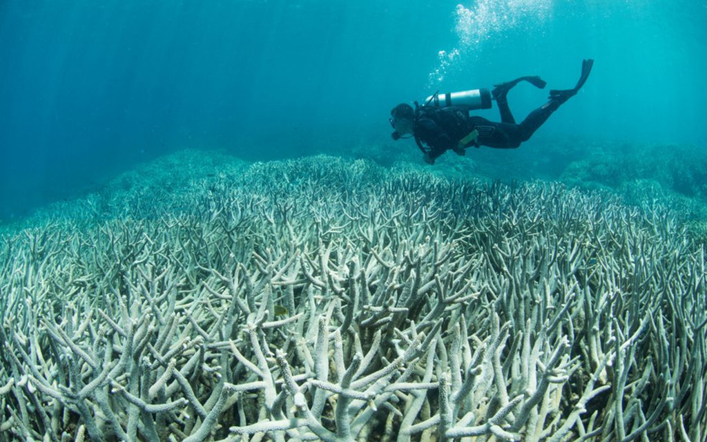 Scuba diver at the Great Barrier Reef, pictured with bleached coral
