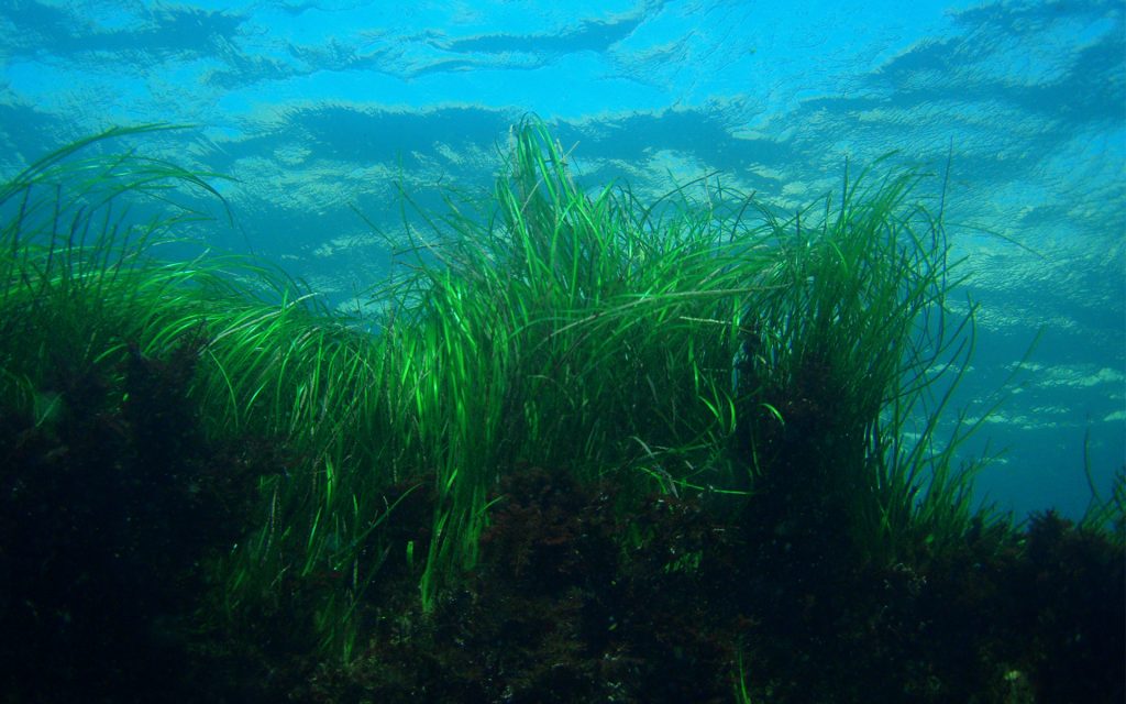 Close up shot of vibrant green seagrass
