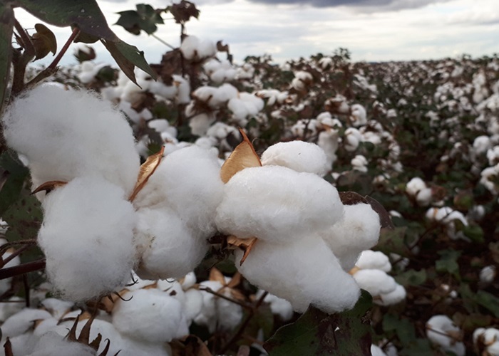 Cotton crop