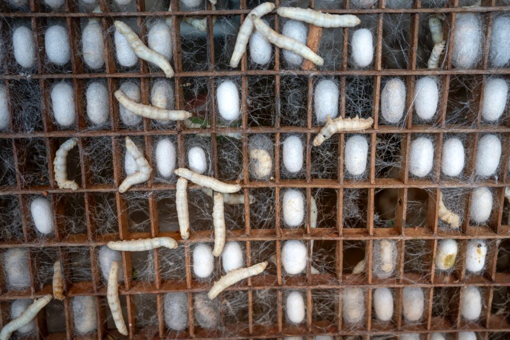 cocoons and larvae of bombyx mori