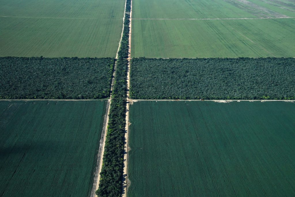 BRAZIL-AGRICULTURE-NATIVE-CERRADO